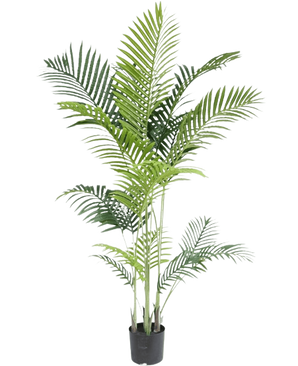 La plante artificielle Phoenix 160 cm est une grande fausse plante avec de fines feuilles vertes sur plusieurs tiges dans un petit pot noir, sur un fond blanc pour un look luxueux - parfaite pour les amateurs de plantes tropicales.