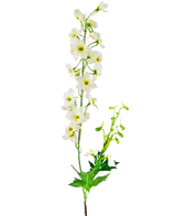 La Fleur Artificielle Delphinium 79 cm blanche possède une seule tige de fleurs de delphinium blanches avec des feuilles et des bourgeons verts, isolées sur un fond blanc.