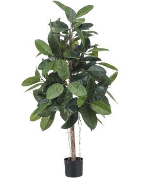 L'hévéa artificiel de 150 cm a de larges feuilles vert foncé brillantes et est placé dans un petit pot noir sur un fond blanc.