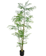 Le Ruscus artificiel 210 cm est une grande plante artificielle avec de fines feuilles vertes et plusieurs fines tiges brunes dans un petit pot noir, sur un fond blanc uni.