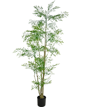 Le Ruscus artificiel 210 cm est une grande plante artificielle avec de fines feuilles vertes et plusieurs fines tiges brunes dans un petit pot noir, sur un fond blanc uni.