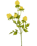 Een crème Kunstbloem Distel, 66 cm hoog, met meerdere vertakte stengels met gesloten chrysantachtige knoppen en gekartelde groene bladeren, staat op een effen witte achtergrond.