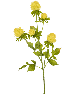 Een crème Kunstbloem Distel, 66 cm hoog, met meerdere vertakte stengels met gesloten chrysantachtige knoppen en gekartelde groene bladeren, staat op een effen witte achtergrond.