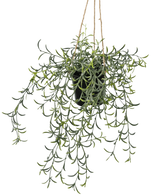 La plante artificielle suspendue Senecio avec pot de 35 cm a de longues tiges vertes pendantes avec des feuilles succulentes en forme de bananier dans un pot noir, suspendues à une corde marron sur un fond blanc.