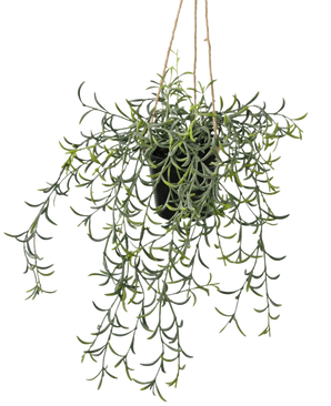 La plante artificielle suspendue Senecio avec pot de 35 cm a de longues tiges vertes pendantes avec des feuilles succulentes en forme de bananier dans un pot noir, suspendues à une corde marron sur un fond blanc.