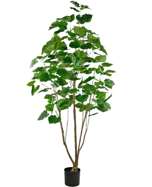 La plante artificielle Ficus 210 cm est une grande plante d'intérieur en pot avec plusieurs tiges fines brunes et de grandes feuilles vertes luxuriantes, sur un fond blanc uni.