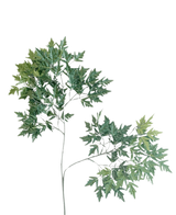 La Feuille Artificielle Ming Aralia 50 cm verte ignifuge est une plante artificielle haute et élancée avec de fines tiges et des bouquets de feuilles vertes aux bords dentelés sur un fond blanc uni.