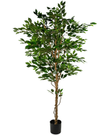La Plante Artificielle Ficus Vert 210 cm est un grand arbre artificiel avec des feuilles vertes et plusieurs troncs élancés marron, dans un pot compact noir sur fond blanc uni.