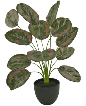 De Kunst Calathea 58 cm groen/rood is een kamerplant in pot met grote, ovale bladeren met groene randen en roodroze patronen, die rechtop groeien aan dunne stelen in een eenvoudige zwarte pot.