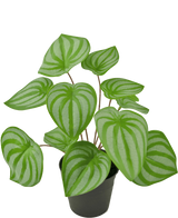 La Plante Artificielle Pastèque 29 cm est une plante artificielle aux feuilles vertes en forme de coeur et aux rayures vert clair, présentée dans un petit pot noir sur un fond blanc uni.