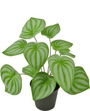 La Plante Artificielle Pastèque 29 cm est une plante artificielle aux feuilles vertes en forme de coeur et aux rayures vert clair, présentée dans un petit pot noir sur un fond blanc uni.
