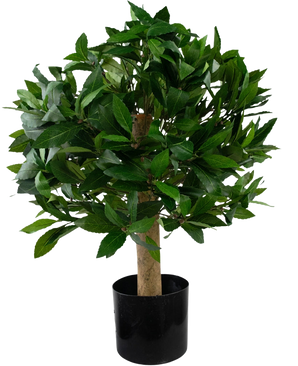 La plante Laurier Artificiel UV d40 cm est un petit arbre artificiel aux feuilles vertes denses dans un pot noir, représenté sur un fond blanc uni.