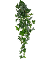 La plante artificielle suspendue Ivy Boston 100 cm vert a des feuilles pointues vertes luxuriantes sur de longues et fines tiges, créant un effet de lierre traînant réaliste sur un fond blanc uni.
