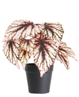 Le Bégonia artificiel en pot violet UV 25 cm possède de grandes feuilles en forme de cœur aux couleurs roses, vertes et crème et est livré dans un petit pot noir sur fond blanc uni.
