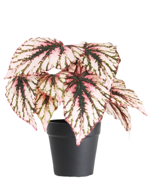 Le Bégonia artificiel en pot violet UV 25 cm possède de grandes feuilles en forme de cœur aux couleurs roses, vertes et crème et est livré dans un petit pot noir sur fond blanc uni.