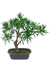 La plante artificielle Bonsai Podocarpus 30 cm présente un petit bonsaï en pot avec un tronc brun épais et des feuilles vertes denses et étroites dans un pot rectangulaire gris rempli de terre de mousse.