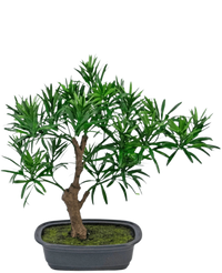 Plante artificielle Bonsai Podocarpus 30 cm