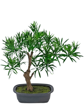 La plante artificielle Bonsai Podocarpus 30 cm présente un petit bonsaï en pot avec un tronc brun épais et des feuilles vertes denses et étroites dans un pot rectangulaire gris rempli de terre de mousse.