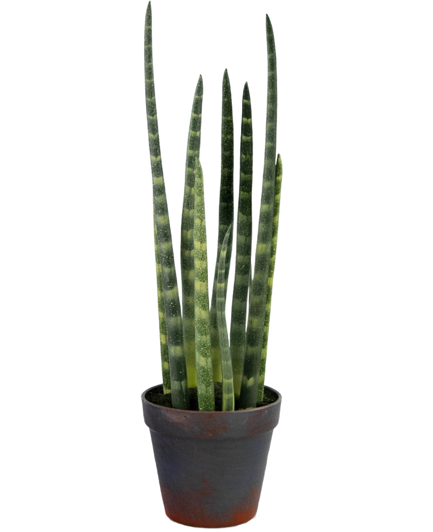 Le Sansevieria Cylindrica artificiel 43 cm est une plante serpent en pot avec de hautes feuilles vertes dressées et de subtiles rayures horizontales, sur un fond blanc uni.
