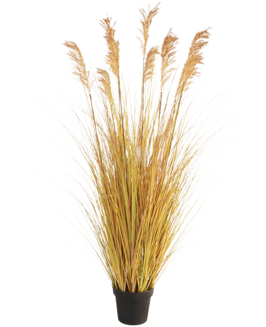 Le Gazon Artificiel Sorgho 150 cm ignifuge possède de longues lames jaune-vert et de hauts panaches bruns, ce qui en fait un choix parfait pour la décoration intérieure sur fond blanc.