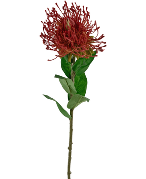 La fleur artificielle Protea 73 cm rouge a une seule protéa en coussin rouge avec des pétales épineux et des feuilles vertes sur une tige longue et fine, sur un fond blanc.