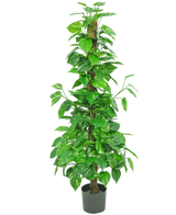 La Plante Artificielle Pothos 150 cm est une grande plante artificielle avec des feuilles vertes brillantes sur une tige centrale marron, dans un petit pot noir sur un fond blanc uni.