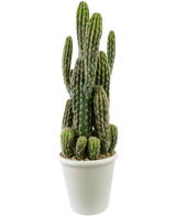 Le cactus artificiel de 62 cm a de hautes tiges vertes et dressées avec des épines et est présenté dans un pot blanc rempli de galets, sur un fond blanc uni.