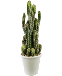 Cactus artificiel 62 cm