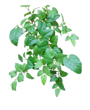 La vigne artificielle suspendue verte de 70 cm a des feuilles vertes avec des bords dentelés et des nervures visibles sur de fines tiges ramifiées, sur un fond blanc uni.