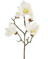 Een Kunst Magnolia Real Touch Wit 72cm tak toont meerdere witte magnolia bloemen en knoppen met gele harten, tegen een effen witte achtergrond.