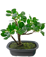 La plante artificielle Bonsai Ficus de 20 cm a des feuilles vertes ovales et épaisses et est placée dans un pot noir peu profond avec de la terre de mousse, sur un fond blanc uni.