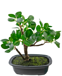 Plante artificielle Bonsai Ficus 20 cm