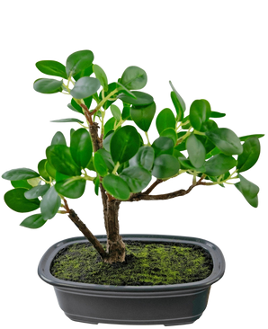 La plante artificielle Bonsai Ficus de 20 cm a des feuilles vertes ovales et épaisses et est placée dans un pot noir peu profond avec de la terre de mousse, sur un fond blanc uni.