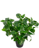 La plante artificielle Golden Vine en pot de 40 cm possède des feuilles vertes luxuriantes en forme de cœur avec des reflets jaunes sur un fond blanc uni.