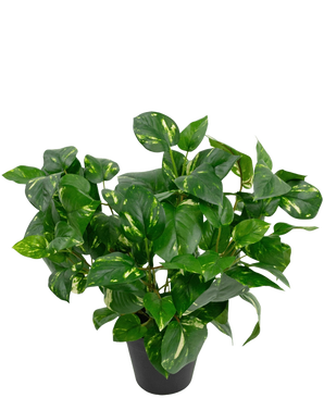 La plante artificielle Golden Vine en pot de 40 cm possède des feuilles vertes luxuriantes en forme de cœur avec des reflets jaunes sur un fond blanc uni.