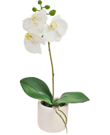 L'orchidée artificielle Real Touch 30 cm blanche présente des fleurs d'orchidées blanches réalistes et des feuilles vertes dans un petit pot blanc, parfait pour ajouter de l'élégance à n'importe quelle pièce.