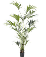 La plante artificielle Kentia Palm 240 cm est une grande plante d'intérieur avec de longues feuilles vertes minces sur plusieurs tiges dans un petit pot noir, représentée sur un fond blanc uni.