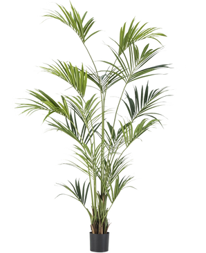 La plante artificielle Kentia Palm 240 cm est une grande plante d'intérieur avec de longues feuilles vertes minces sur plusieurs tiges dans un petit pot noir, représentée sur un fond blanc uni.