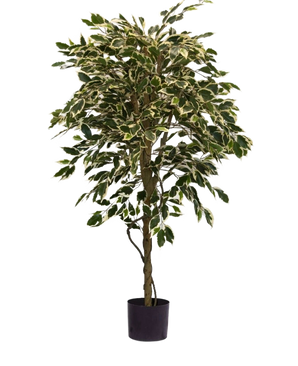 La Plante Artificielle Ficus Panaché 150 cm possède des feuilles colorées vertes et blanches et un tronc torsadé, dans un simple pot noir sur un fond uni blanc.